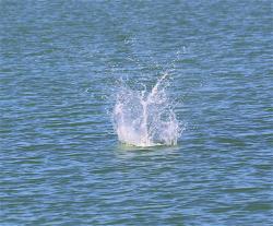 Osprey splash